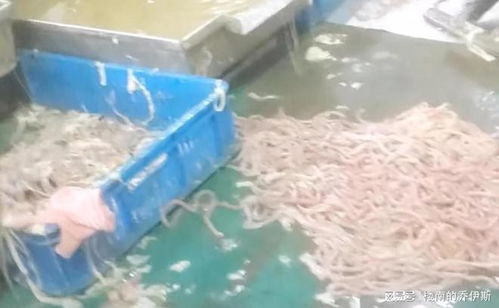 記者臥底鴨腸工廠,腳踩擠糞血水上色,食品生產(chǎn)依然在互害